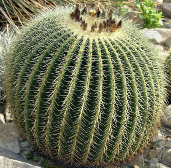 ถังทอง (Barrel cactus / Echinocactus Grusonii) / 20 เม็ด (Portugal)