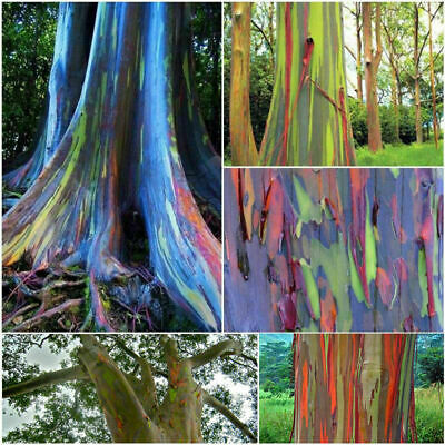 ยูคาลิปตัสแฟนซีฮาวาย (Hawaii Rainbow Eucalyptus) / 50 เม็ด