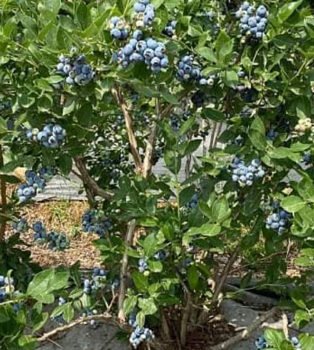 ต้นบลูเบอรี่ โอนิล อายุต้น 3 ปี+ (Blueberry - Oneil) สูง 40 - 70 ซ.ม.