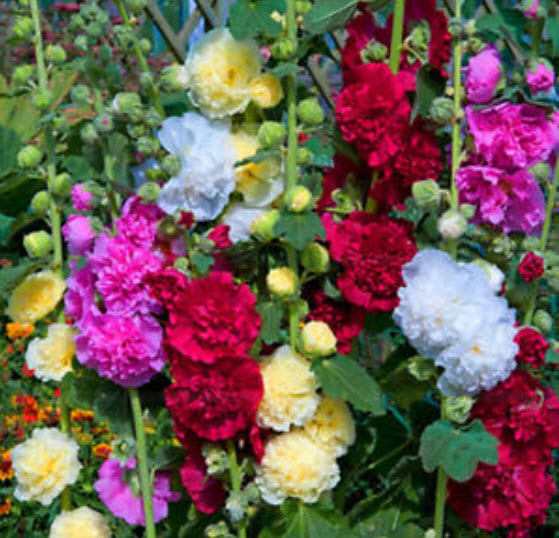 ฮอลลี่ฮ็อค (Hollyhock) คละสี / 100 เม็ด (ขายดี)