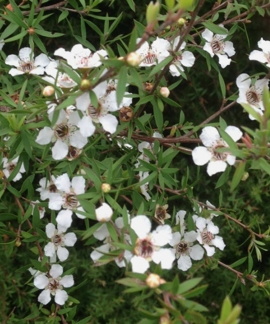 ต้นมานูก้า นิวซีแลนด์ ดอกสีขาว กระถาง 10 นิ้ว ต้นใหญ่ พร้อมติดดอก ทรงพุ่ม