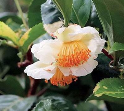 ชาเขียวจีน (Chinese Green tea) / 10 เม็ด (China)