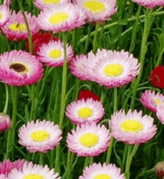 ดอกกระดาษ (Paper Daisy) คละ / 200 เม็ด (Ukraine)