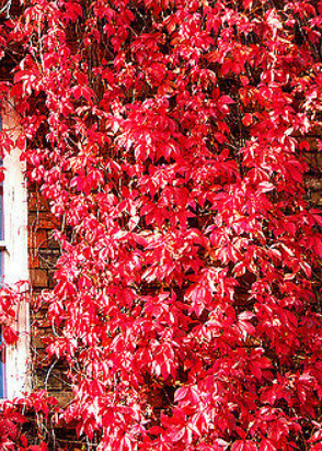 เวอร์จิเนีย ครีพเปอร์ (Virginia Creeper) / 25 เม็ด (UK)