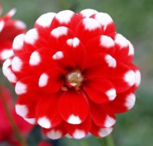 ดาห์เลีย หรือรักเร่ (Dahlia) คละ / 200 เม็ด