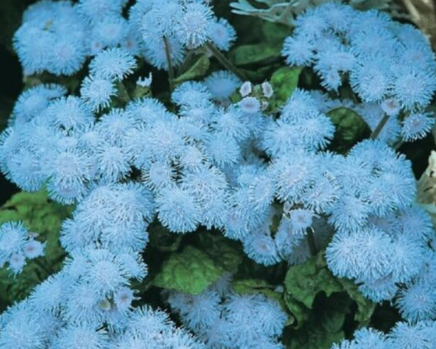 อะเจอราตุ้ม บลู บอล (Ageratum - Blue Ball) / 500 เม็ด (UK)
