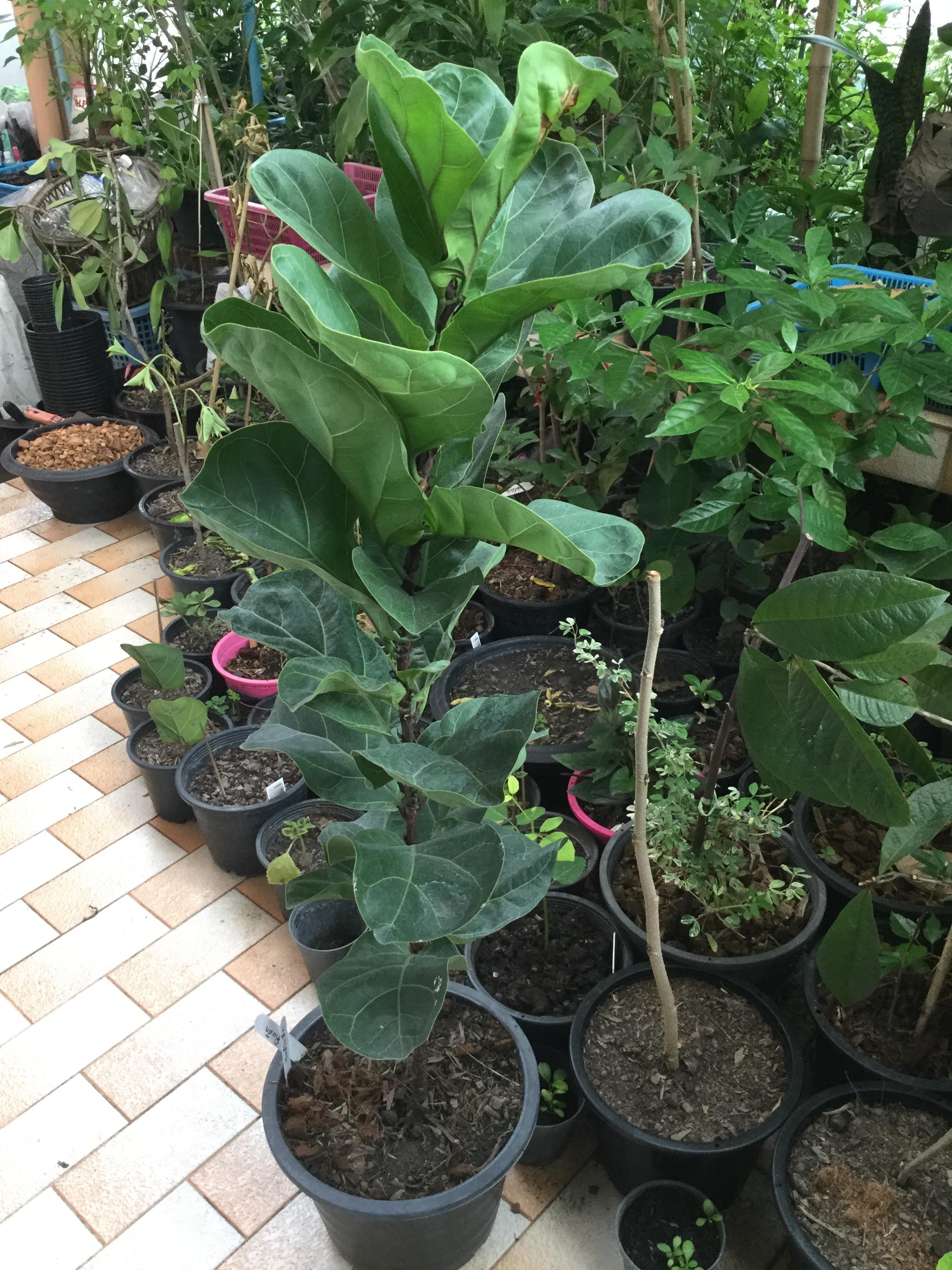 ต้นไทรใบสัก กระถาง สูง 100-110 ซ.ม. / ต้น