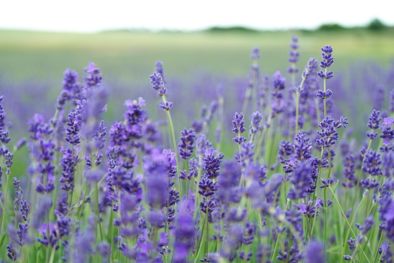 Lavender Essential Oil