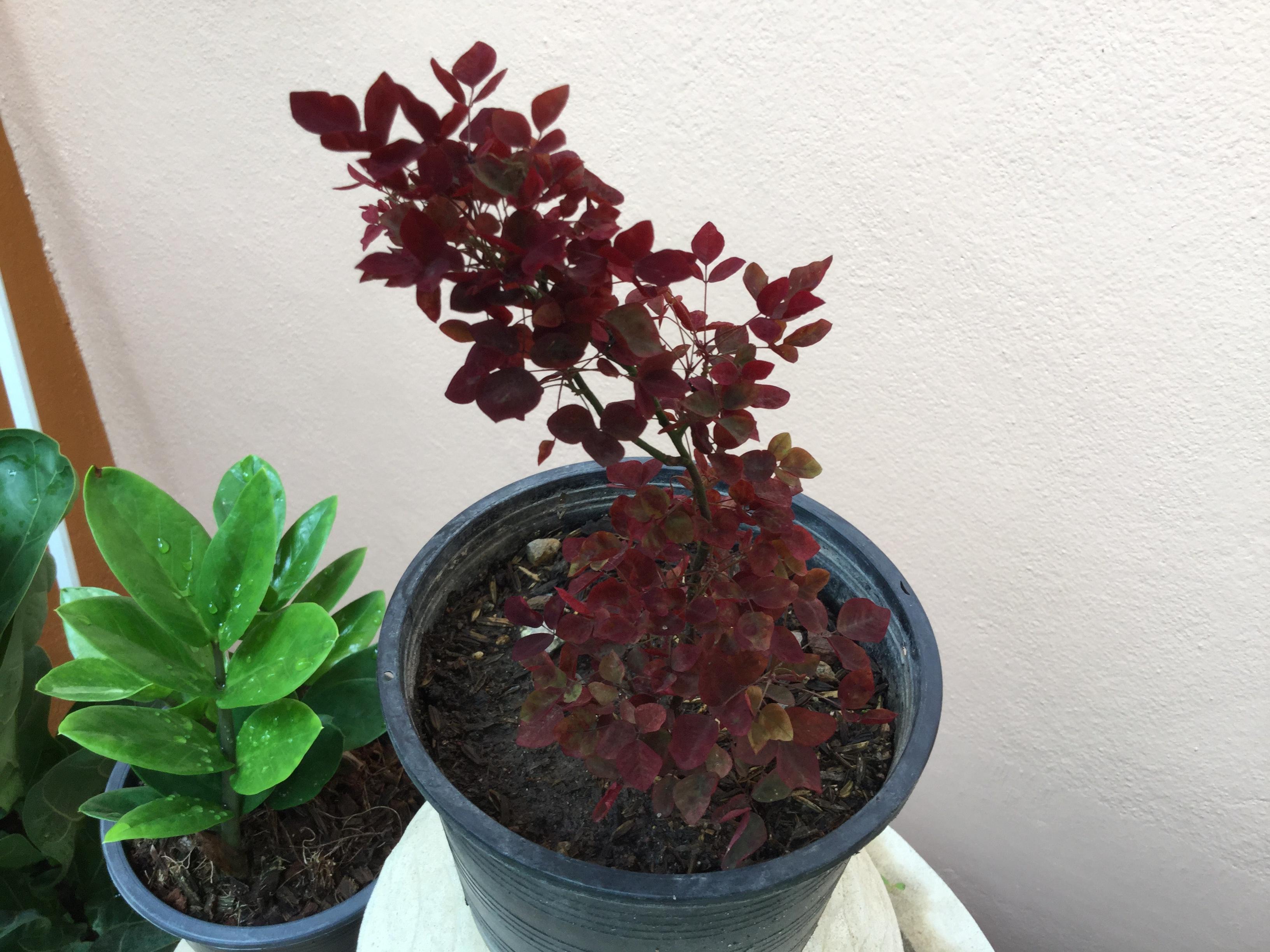 ต้นโพธิ์แดงแคระ กระถาง 6 นิ้ว / ต้น