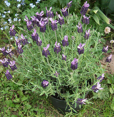 ลาเวนเดอร์ฝรั่งเศส (French Lavender) / 100 เม็ด
