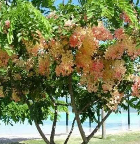 ต้นคูนสายรุ้ง รัตนพฤกษ์ กิ่งตอน สูง 100 ซ.ม.+ ต้นใหญ่ หายาก