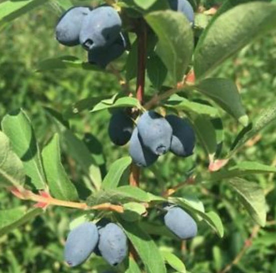 บลูเบอรี่สายน้ำผึ้ง (Honey Blueberry) / 200 เม็ด (นอก)