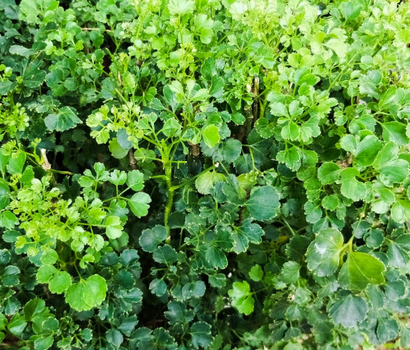 ต้นเล็บครุฑแคระ หรือเล็บครุฑหนู กระถาง 8 นิ้ว สูง 10-20 ซ.ม.