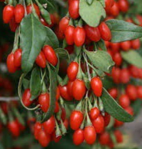 โกจิเบอรี่ (Barbary Wolfberry) หรือเก๋ากี้ / ซอง 50 เม็ด (China)