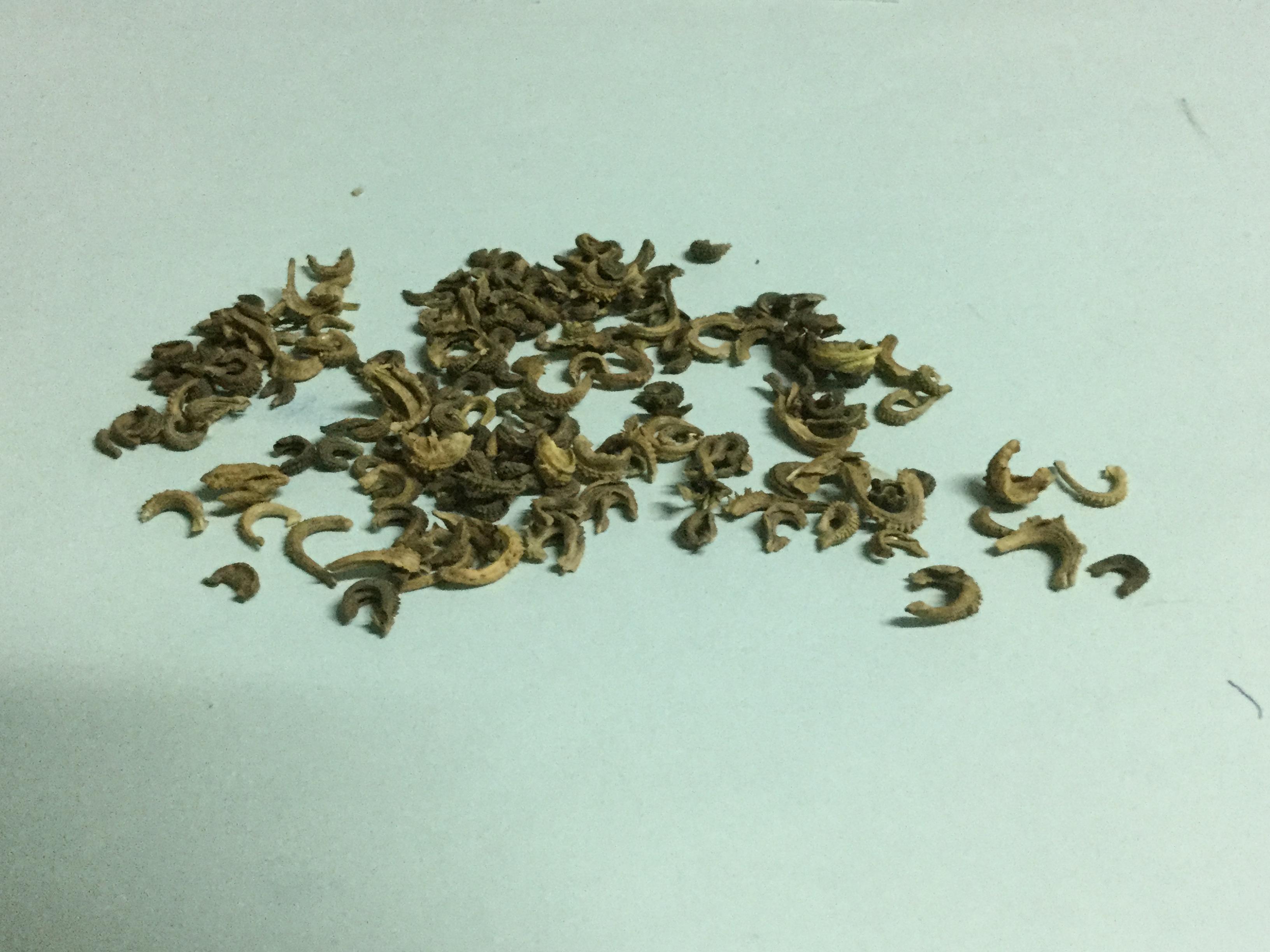 แอฟริกัน ลิลี่ หรืออะกาแพนธัส คละ / 50 เม็ด