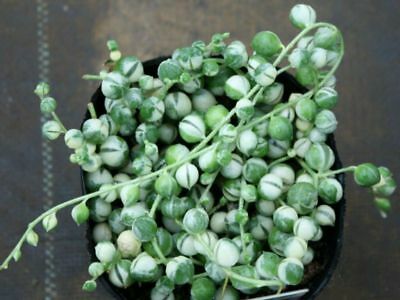 สร้อยไข่มุก หรือสตริง ออฟ เพิร์ลส์ (String of Pearls) ด่าง / 100 เม็ด