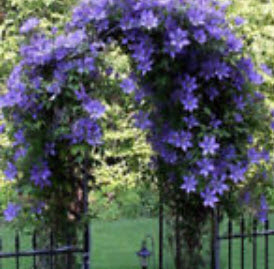 มะลิเลื้อย (Climbing Jasmine) คละสี / 25 เม็ด (China)