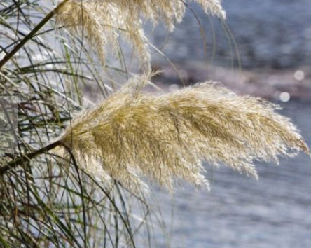 หญ้าแพมพัสป่า หรือ ไวด์ แพมพัส (Wild Pampas) / 500 เม็ด (Ukraine)