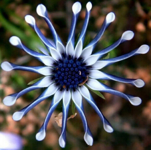 เบญจมาศ Blue Eye Chrysanthemum / 50 เม็ด