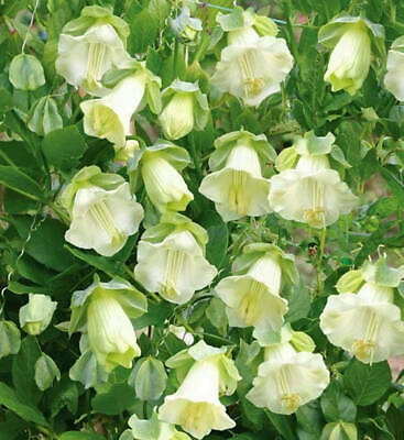 แคทเธอดรัล เบลล์ (Cathedral Bells) สีม่วง+ขาว / รวม 4 เม็ด (Ukraine)