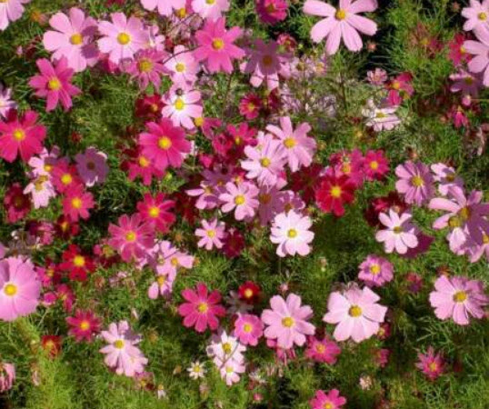 ดาวกระจาย ซีเชลล์ (Cosmos - Sea Shells) คละ / 100 เม็ด (UK)