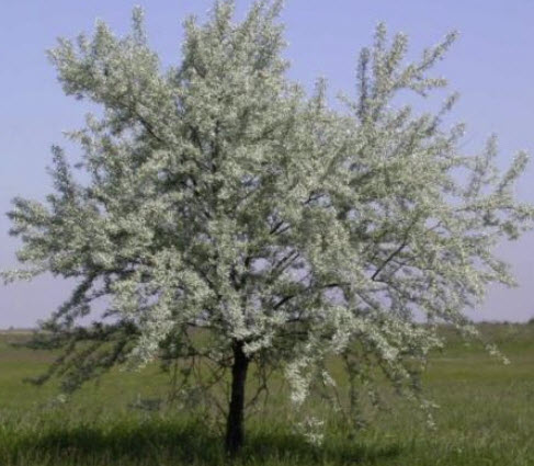 มะกอกรัสเซีย (Russian Olive) หรือมะกอกป่า / 20 เม็ด (Russia)