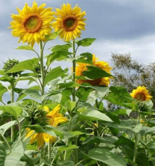 ทานตะวันยักษ์ แมมมอธ เกรย์ (Mammoth Grey) / 20 เม็ด (Greece)