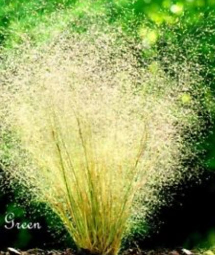 หญ้าคลาวด์ (Cloud Grass) / 1,300 เม็ด (UK)