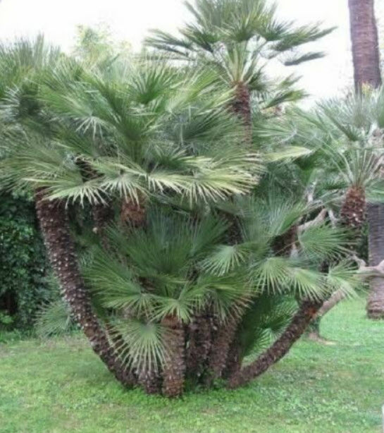 ปาล์มเมดิเตอเรเนียน (Mediterranean Palm) / 2 เม็ด (Italy)