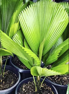 ปาล์มจีบ (Ruffled Palm / Licuala Grandis) / 5 เม็ด (Sri Lanka)