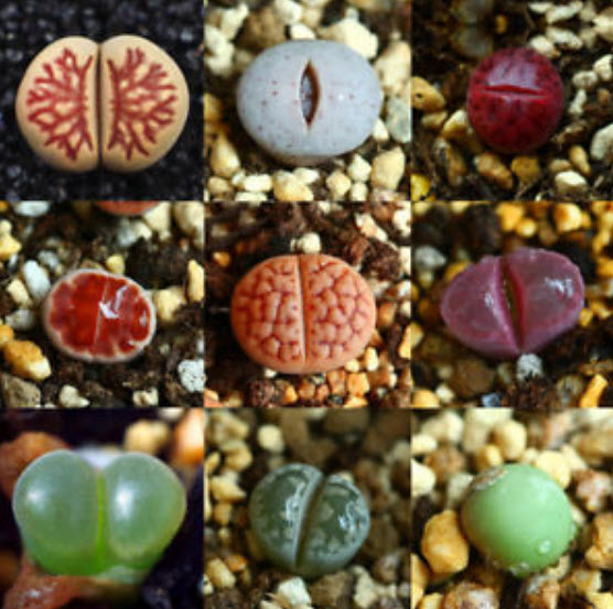 ไลท็อปส์ (Lithops) คละ / 50 เม็ด