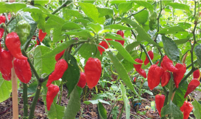 พริก Naga Viper แดง / 10 เม็ด (USA)