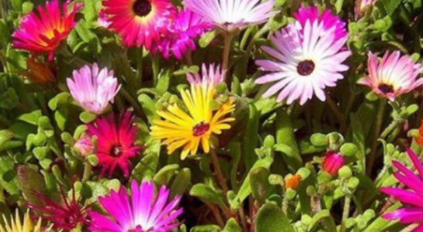 ไอซ์ แพล้นท์ (Ice Plant) คละสี / 4,000 เม็ด (UK)