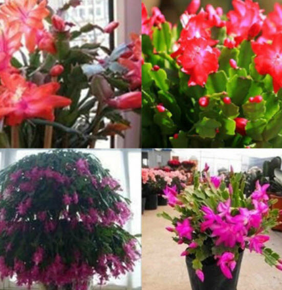 คริสมาสแคคตัส (Christmas Cactus) คละ 24 สี / 50 เม็ด