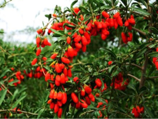 โกจิเบอรี่ / เก๋ากี้ (Gojiberry) / 200 เม็ด