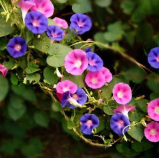 มอร์นิ่ง กลอรี่ (Morning Glory) หรือผักบุ้งฝรั่ง คละสี / ซอง 40 เม็ด