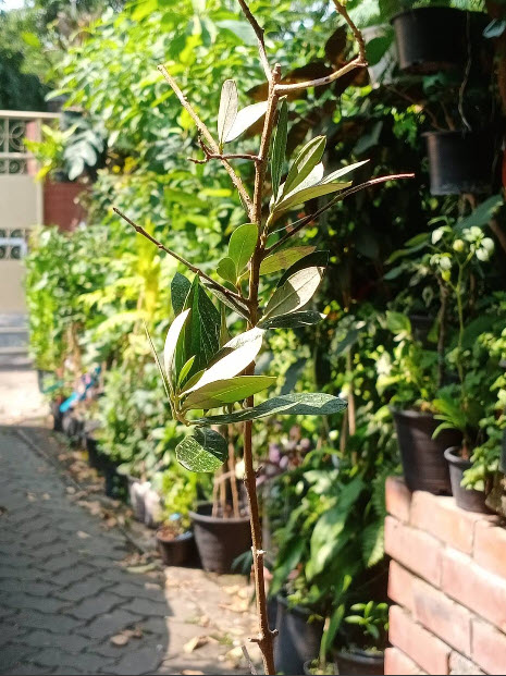 ต้นมะกอกโอลีฟ olive พันธุ์เล็คซิโน (Leccino) อิตาลี สูง 100-120 ซ.ม.