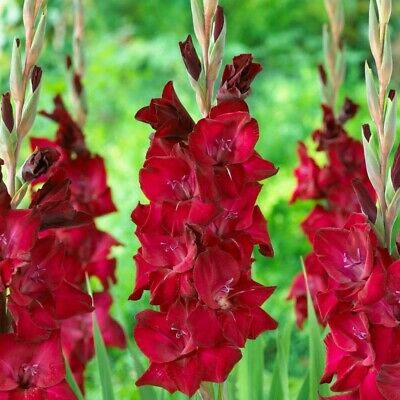 แกลดิโอลัส (Gladiolus) สีเบอกันดี / 100 เม็ด