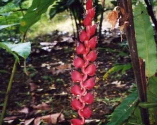 เฮลิโคเนีย ไนกริแพฟิคซา (Heliconia Nigriprafixa) สีแดง / 5 เม็ด (Israel)