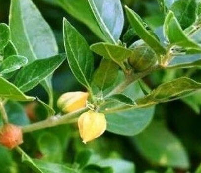 โสมอินเดีย (Indian Ginseng / Ashwagandha) / 50 เม็ด (France)*