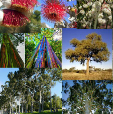 ยูคาลิปตัส แฟนซี (Eucalyptus deglupta) / 1,000 เม็ด (Portugal)