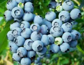บิลเบอรี่ (Bilberry) / 300 เม็ด