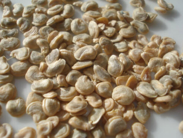 กระบองเพชรทานผล (prickly pear) เหลือง / 20 เม็ด (Malta)