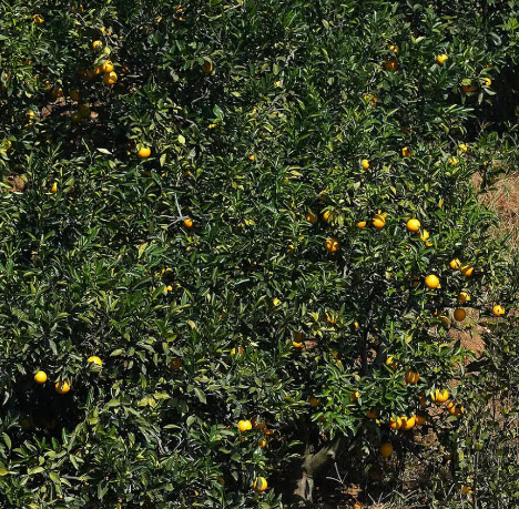 ต้นส้มนาเวล เนเวล (Navel orange) ส้มสะดือ สูง 35-50 ซ.ม. / ต้น