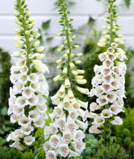 ดิจิทาลิส (Digitalis - Alba) สีขาว / 7,000 เม็ด (UK)