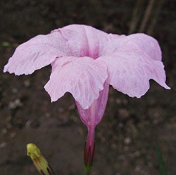 ต้อยติ่งฝรั่ง (Ruellia tuberosa) สีชมพู / 10 เม็ด