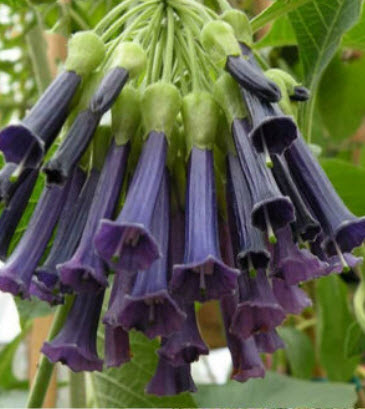 ลำโพงม่วง (Datura stramonium) / 300 เม็ด