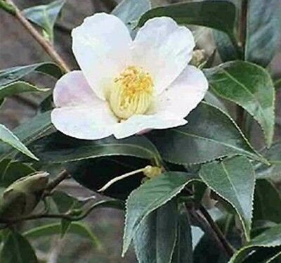 ชาเขียวจีน (Chinese Green tea) / 10 เม็ด (China)