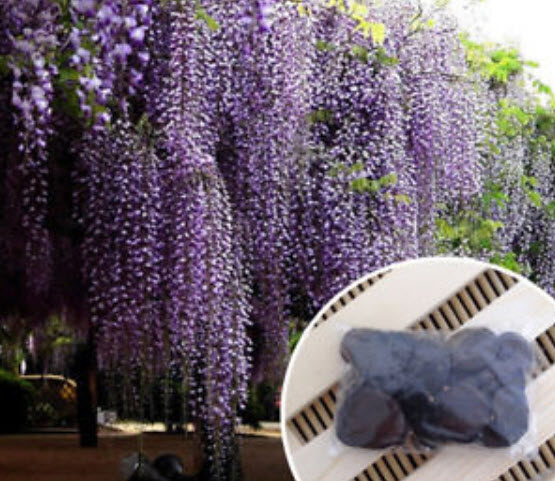 วิสทีเรีย (Wisteria) คละโทนสีม่วง / 10 เม็ด