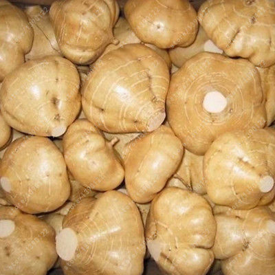 มันแกว (Sweet Mountain Potato) / 10 เม็ด (Vietnam)